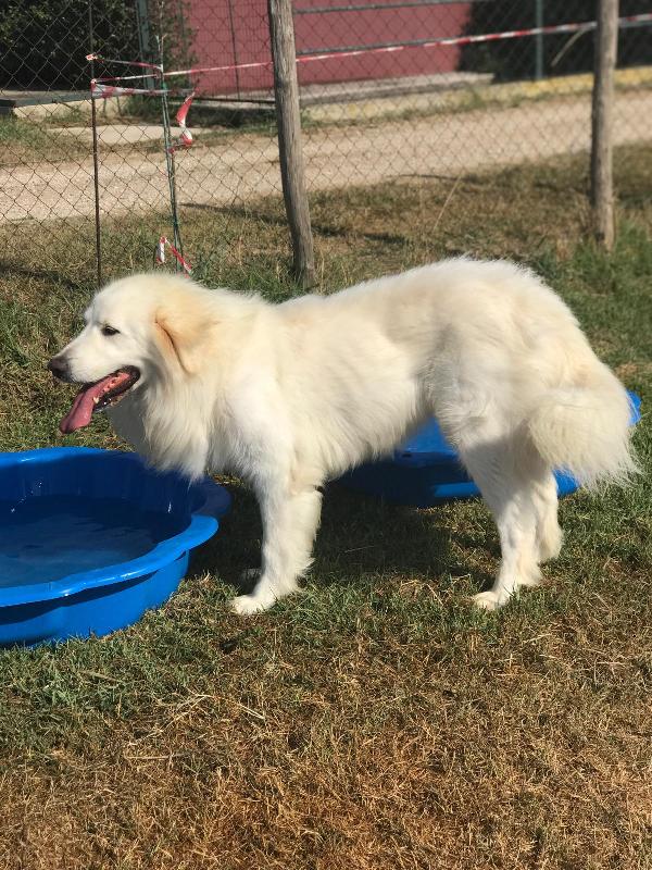 Gerardo splendido derivato Golden retriever Foto 8